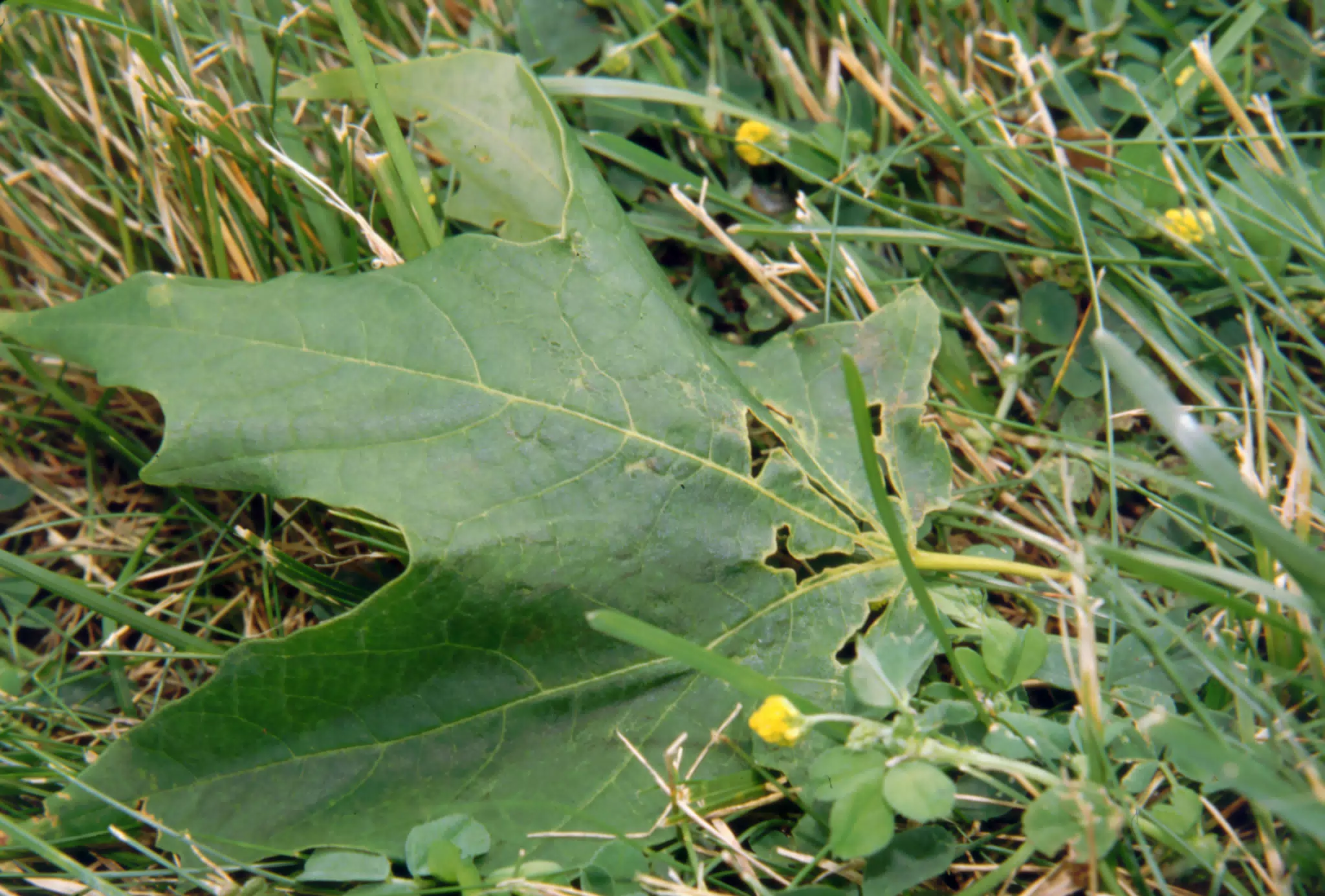 Leaf in my Parents' Yard