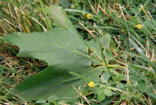 Leaf in my Parents' Yard