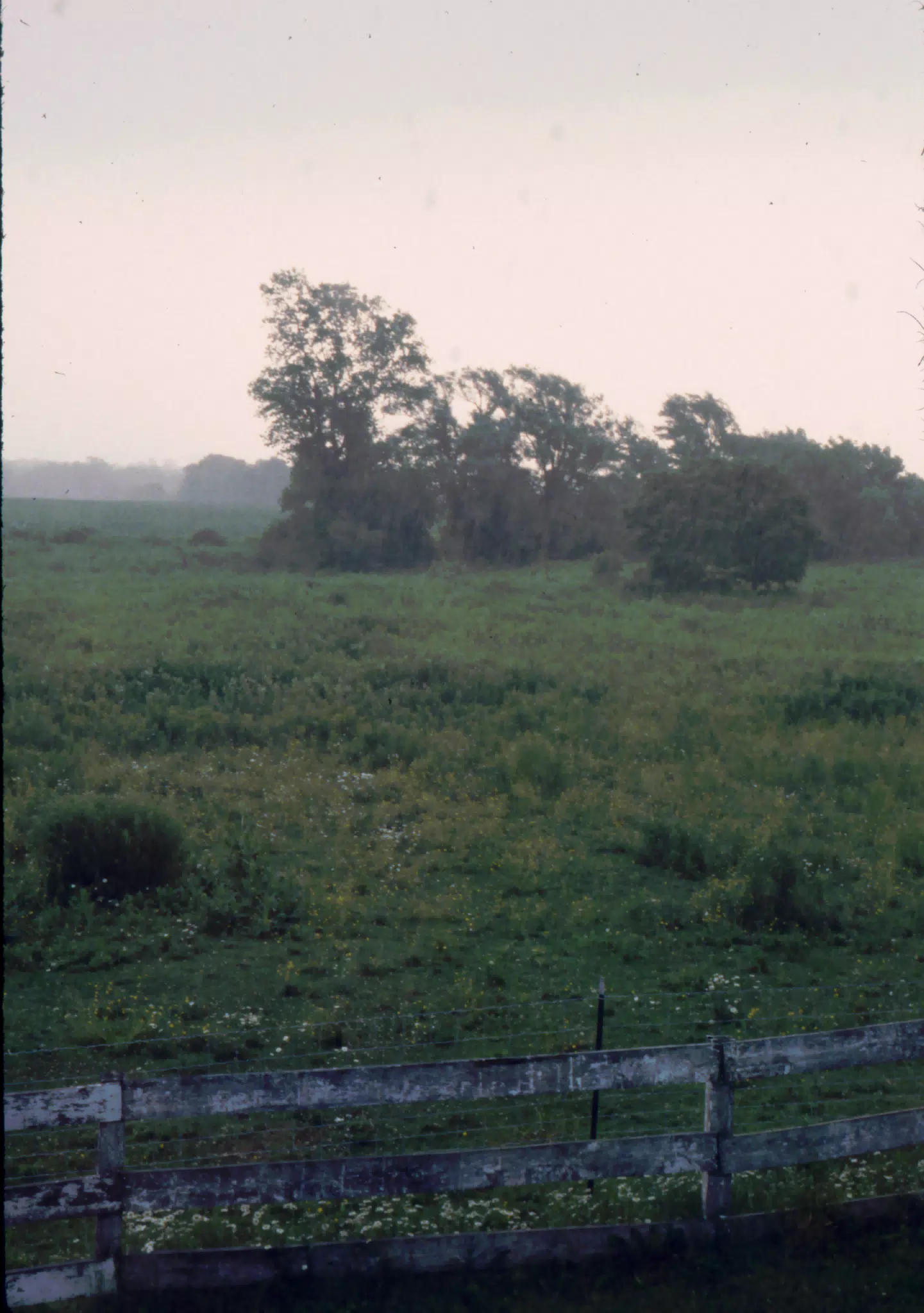The Back Pasture