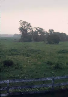 The Back Pasture