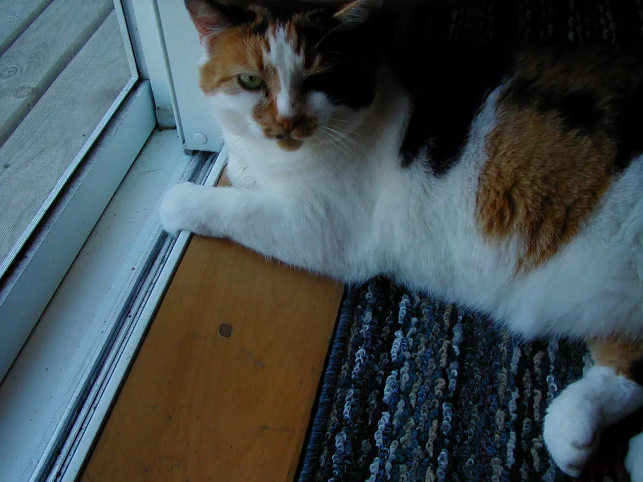 Baadeck Yarns Calico Cat