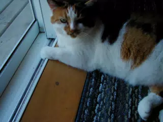 Baadeck Yarns Calico Cat