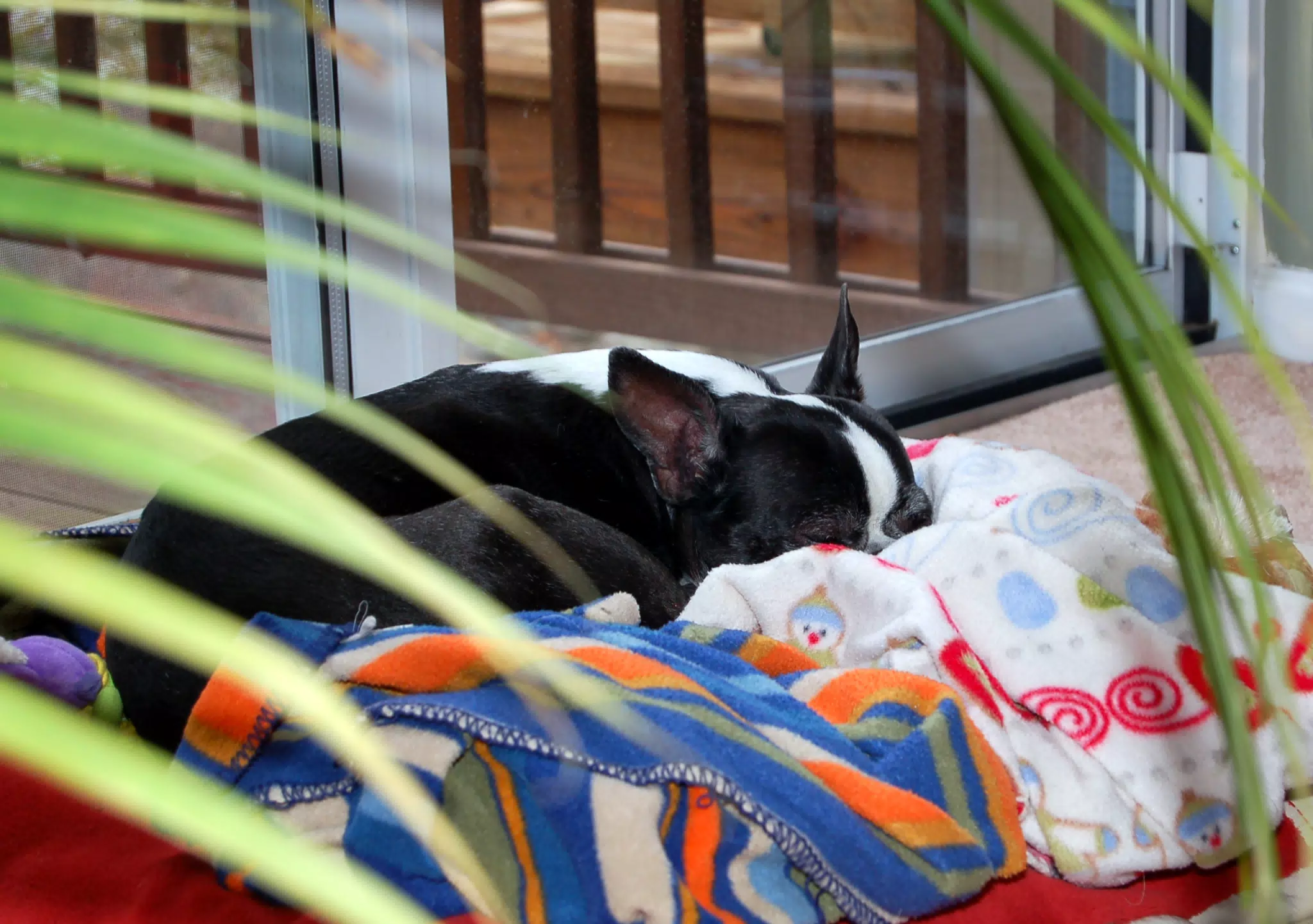 Oreo Sleeping in the Living Room Jungle