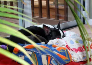 Oreo Sleeping in the Living Room Jungle
