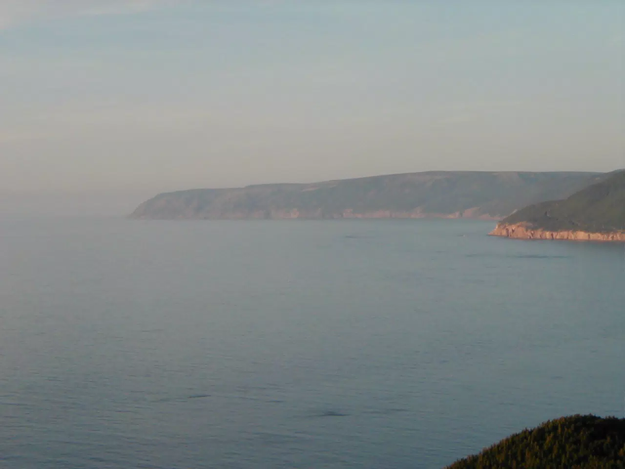 Whales off of Cape Breton