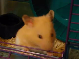 Mr. Humphries