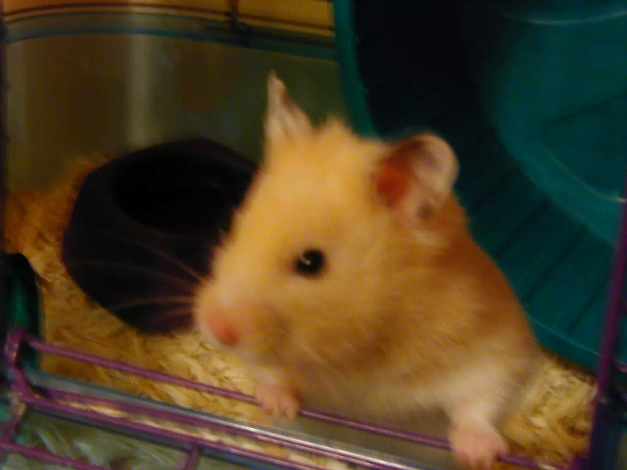 Mr. Humphries