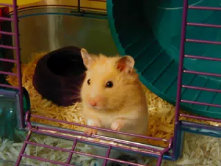 Mr. Humphries