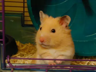 Mr. Humphries