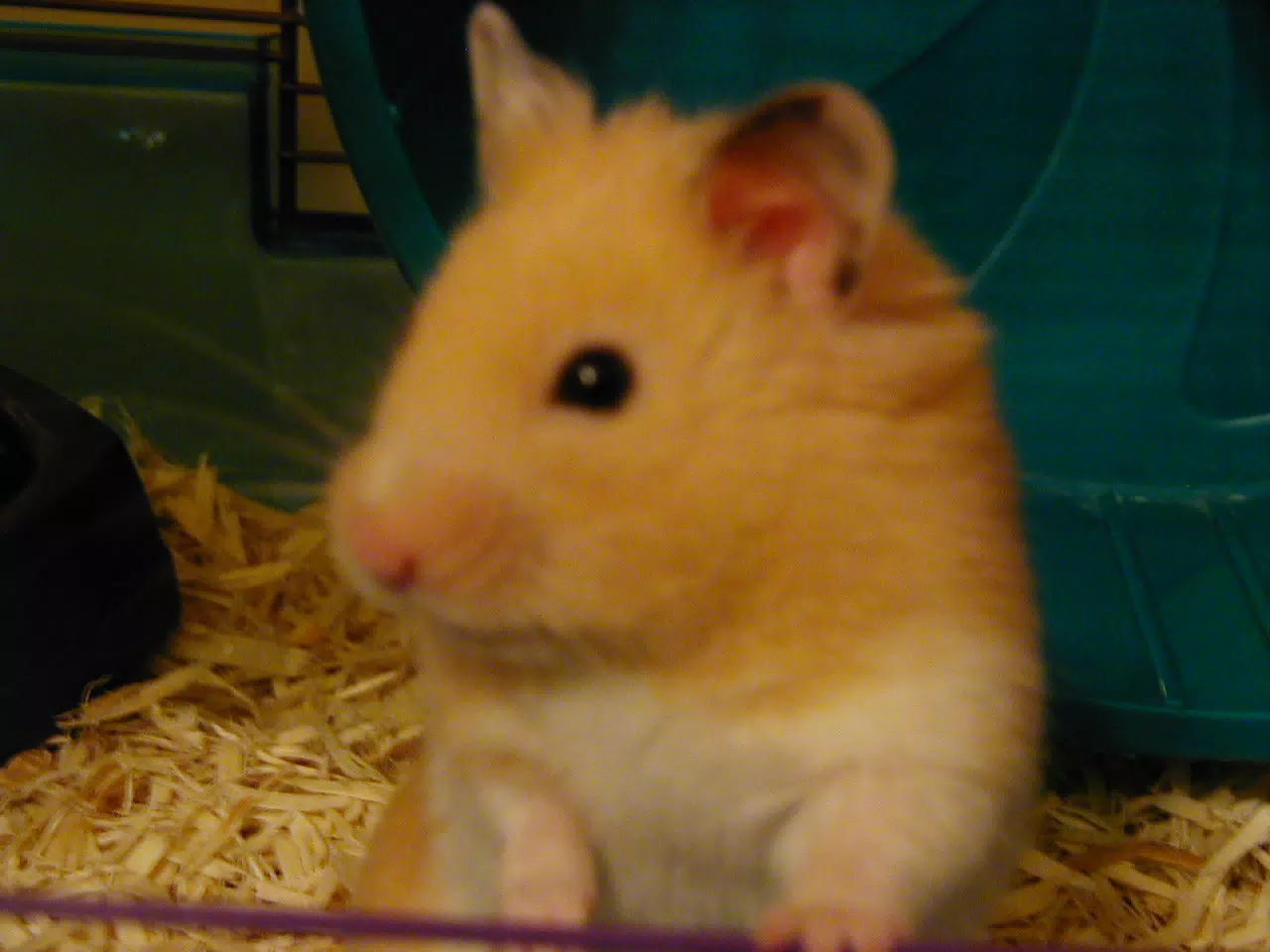 Mr. Humphries