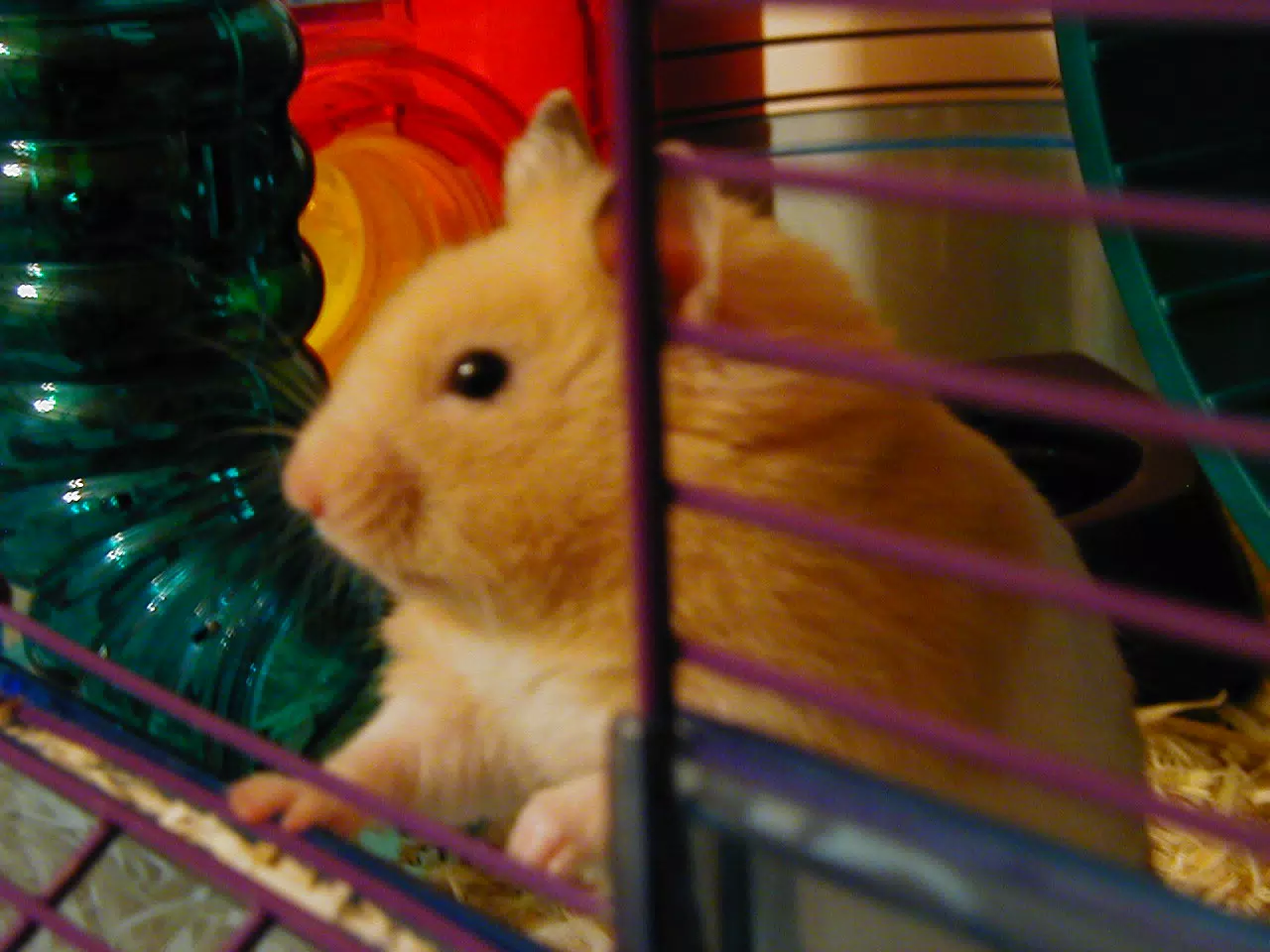 Mr. Humphries - Profile of a Hamster