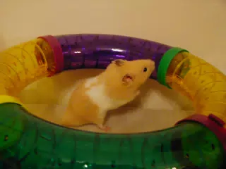 Mr. Humphries