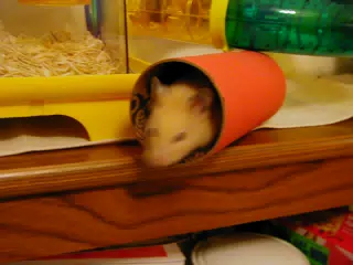 Mr. Humphries