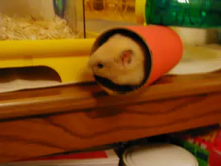 Mr. Humphries