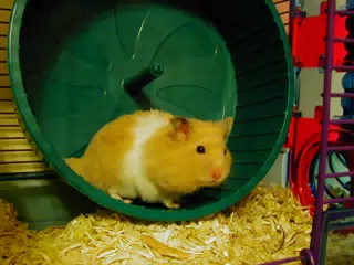 Mr. Humphries