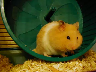Mr. Humphries