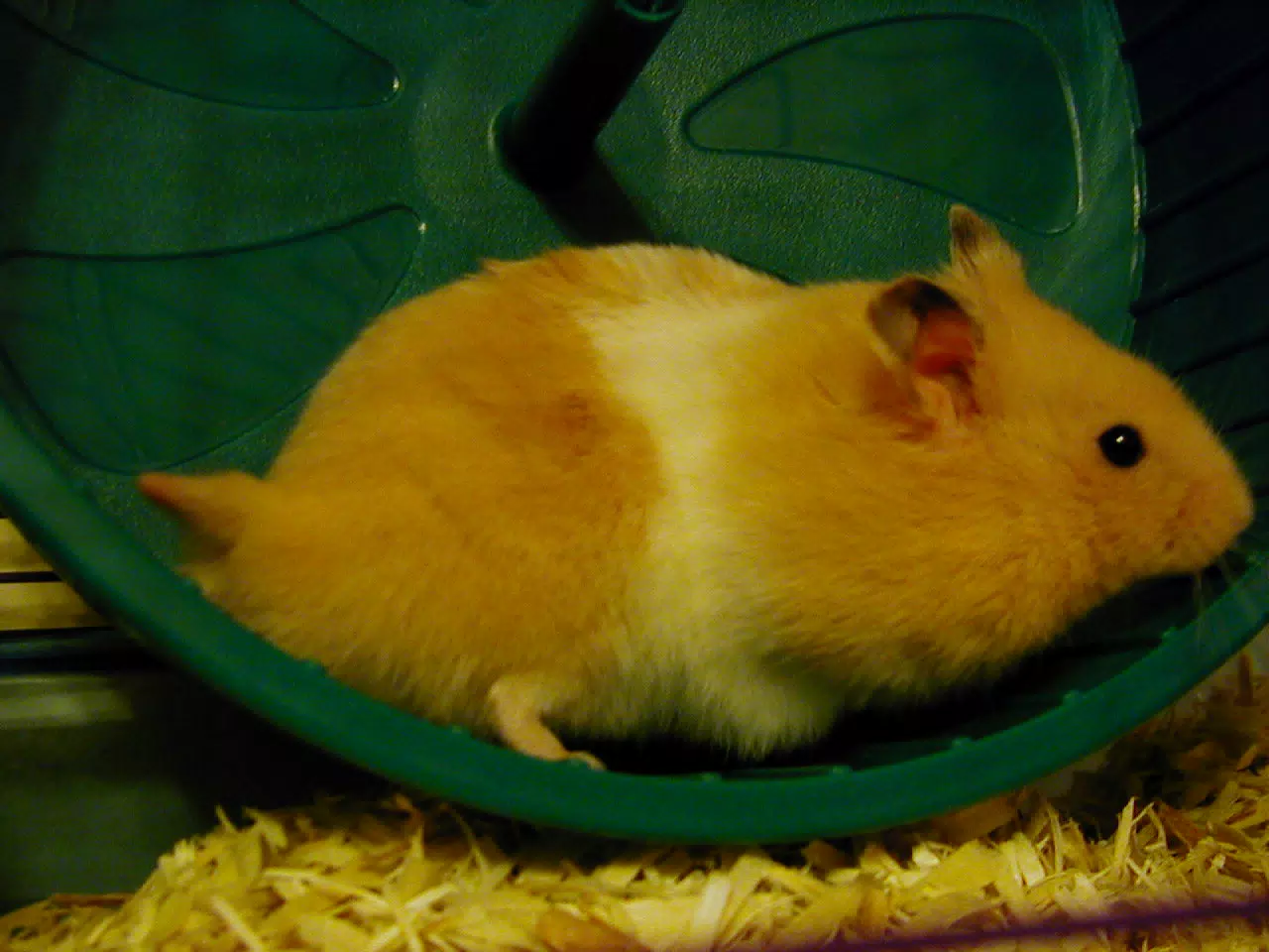 Mr. Humphries