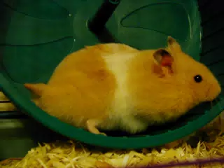 Mr. Humphries