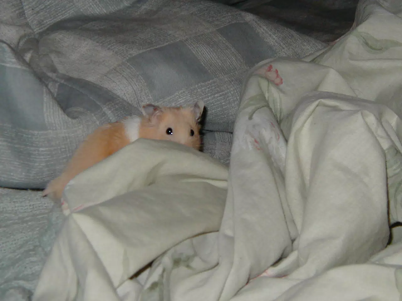 Mr. Humphries