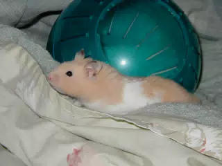 Mr. Humphries