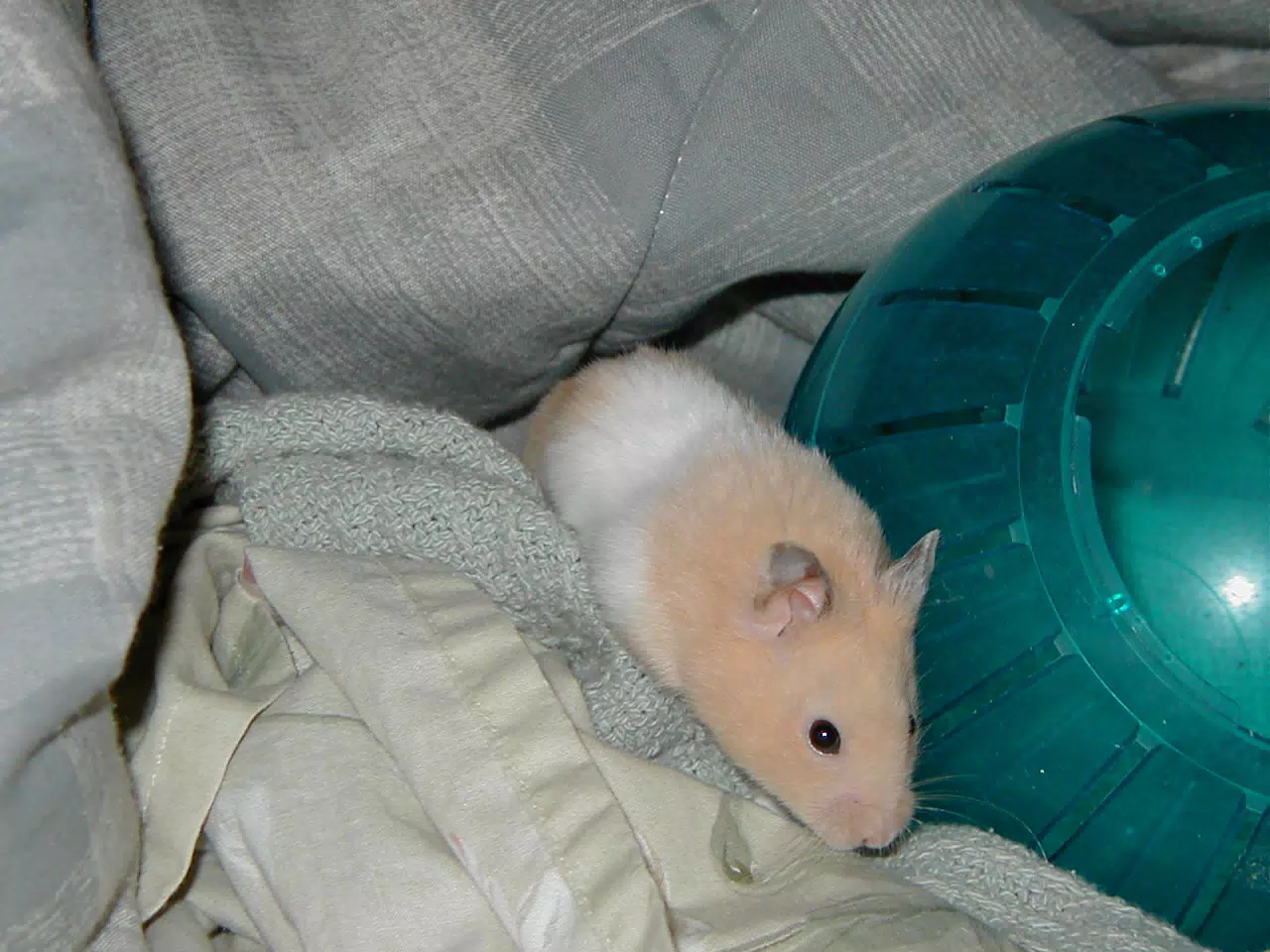 Mr. Humphries