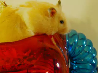 Mr. Humphries