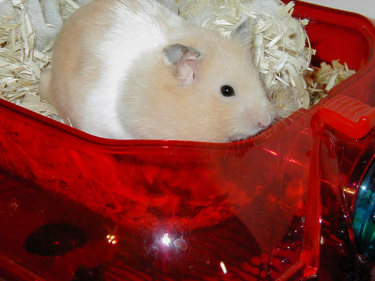 Mr. Humphries