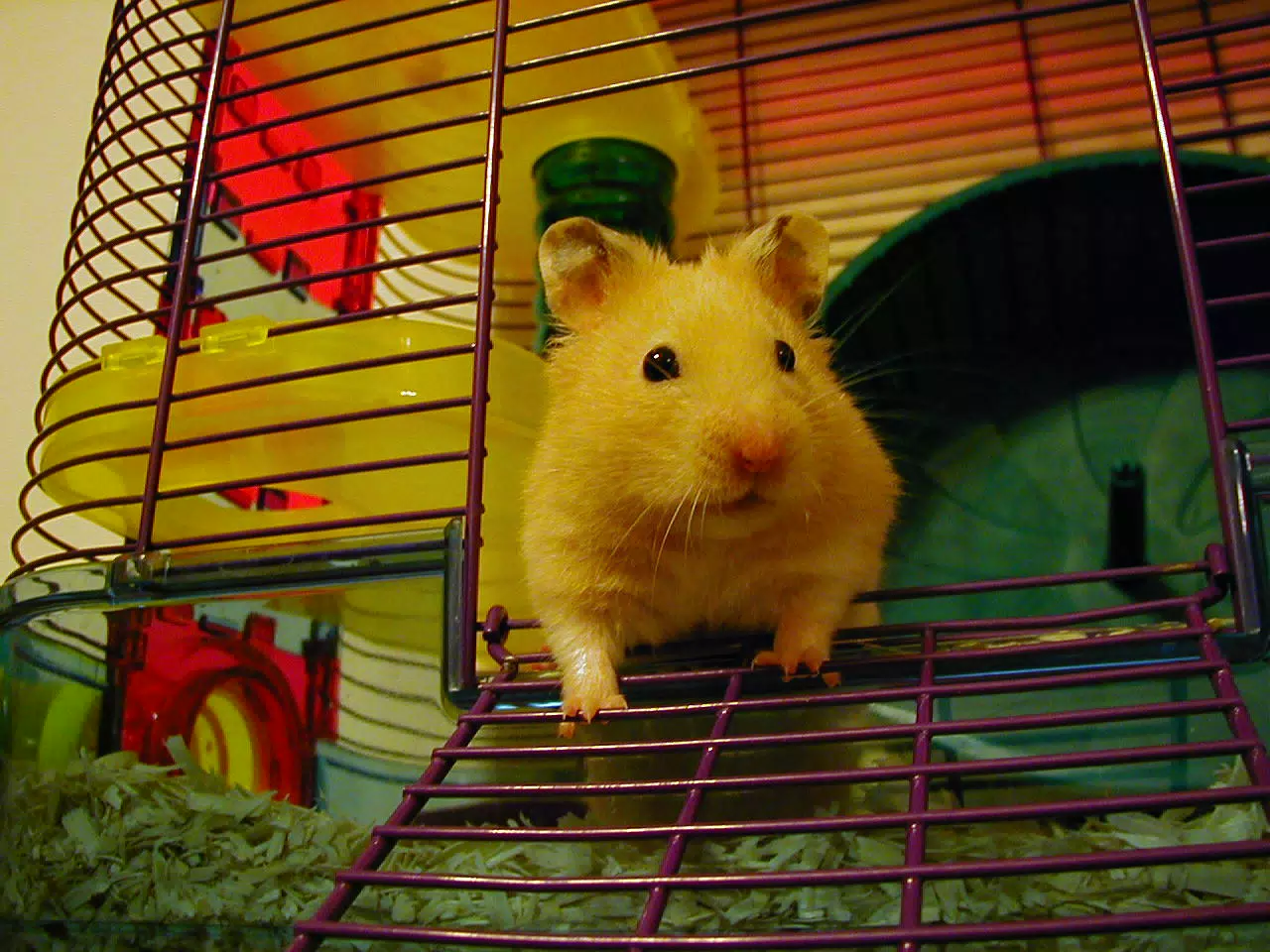 Mr. Humphries