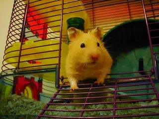 Mr. Humphries