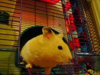 Mr. Humphries