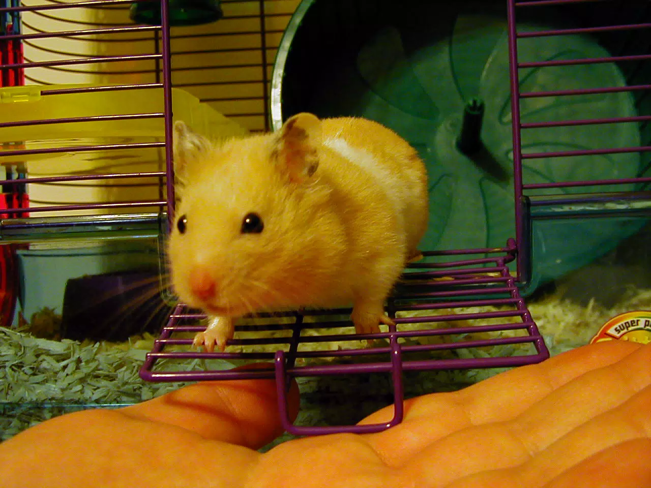 Mr. Humphries