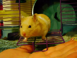 Mr. Humphries