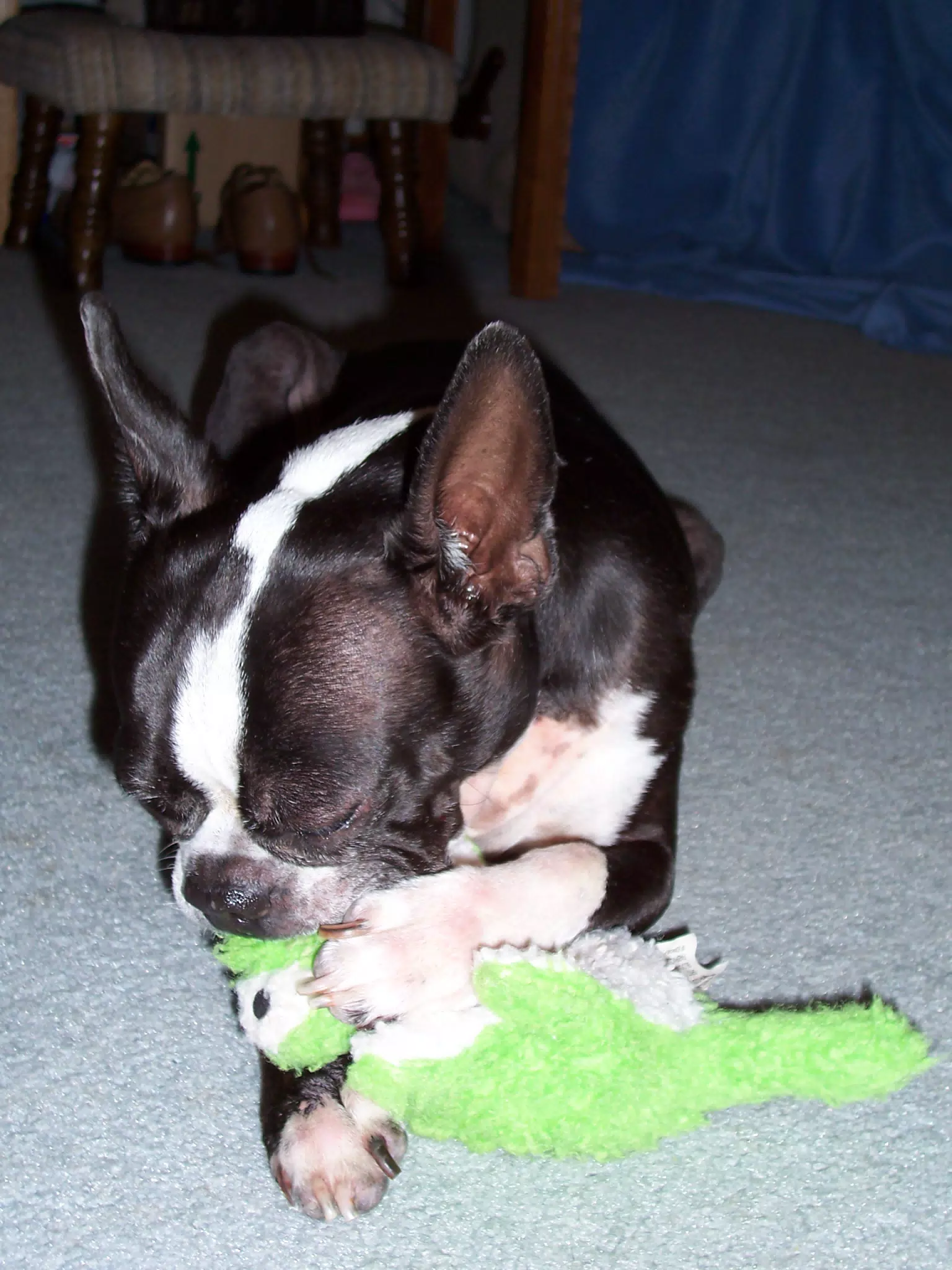 Oreo Sucking on His Binky
