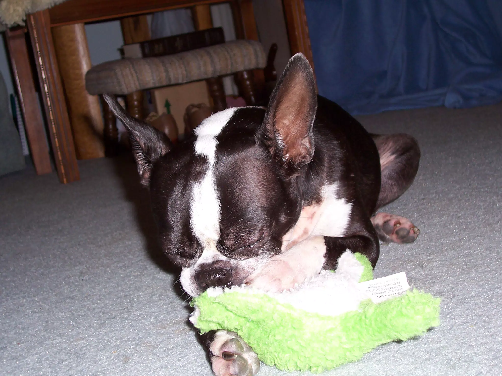 Oreo Sucking on His Binky
