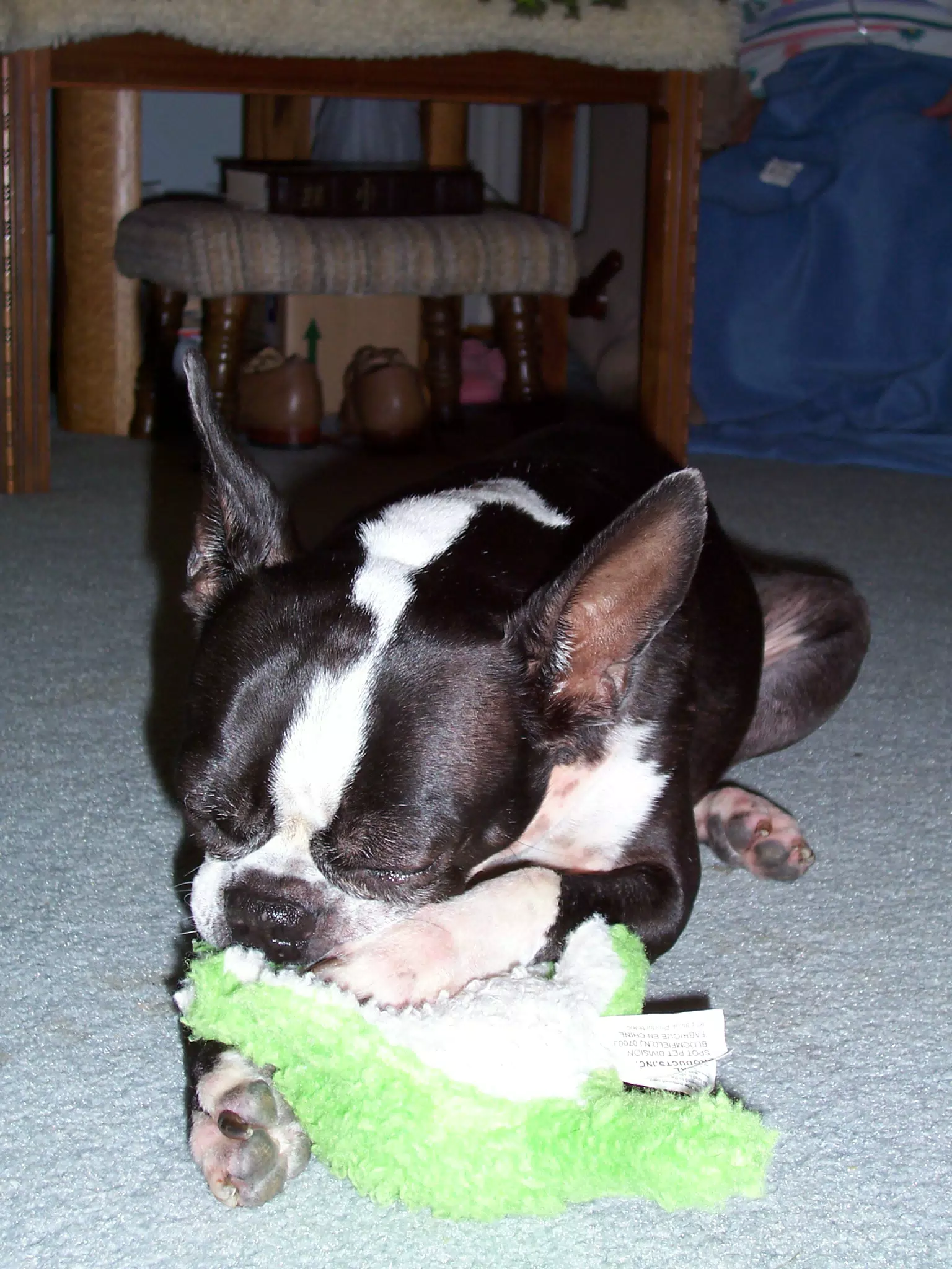 Oreo Sucking on His Binky