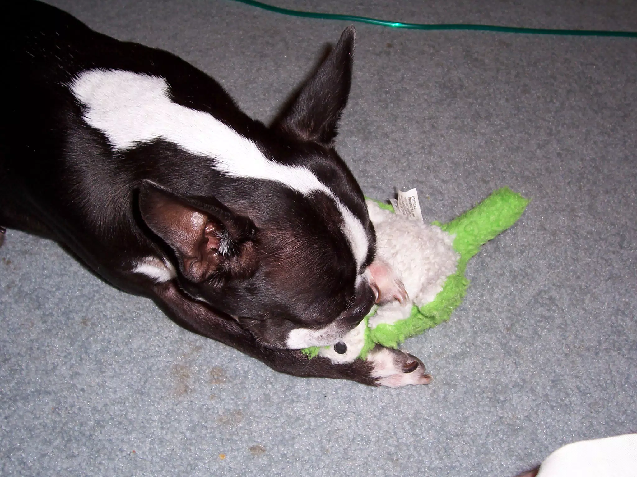 Oreo Sucking on His Binky