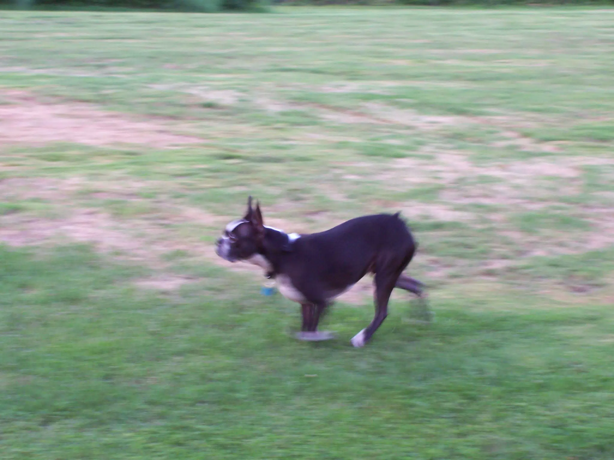 Oreo Running