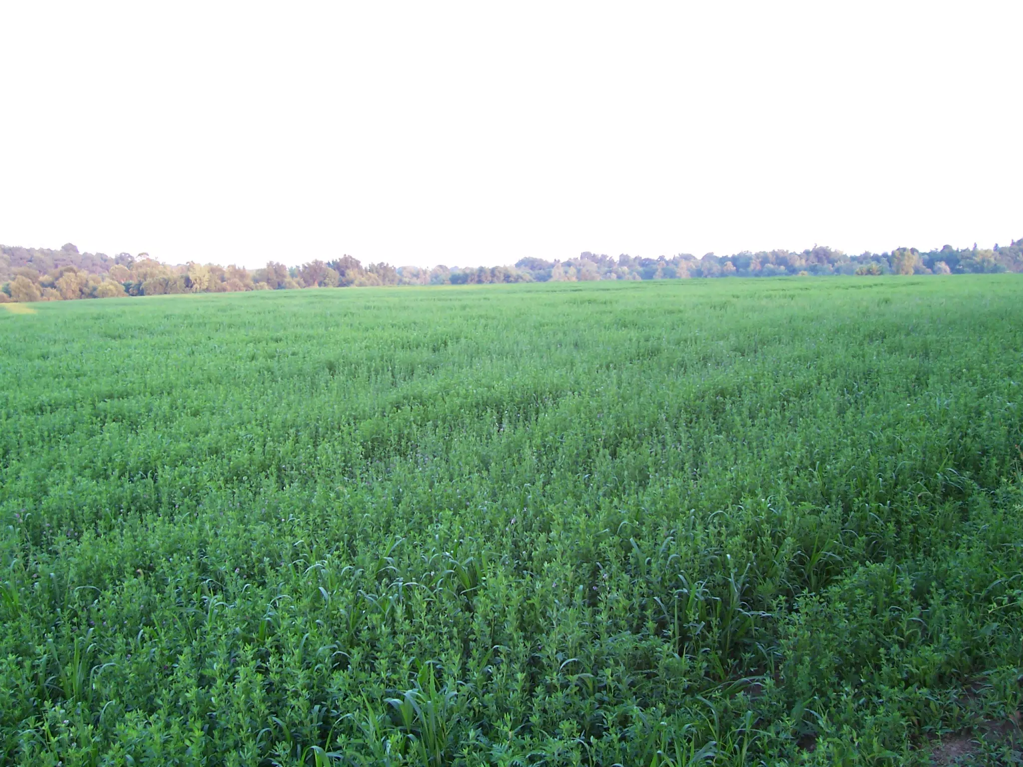 Field Behind Richardsons' House in Leicester
