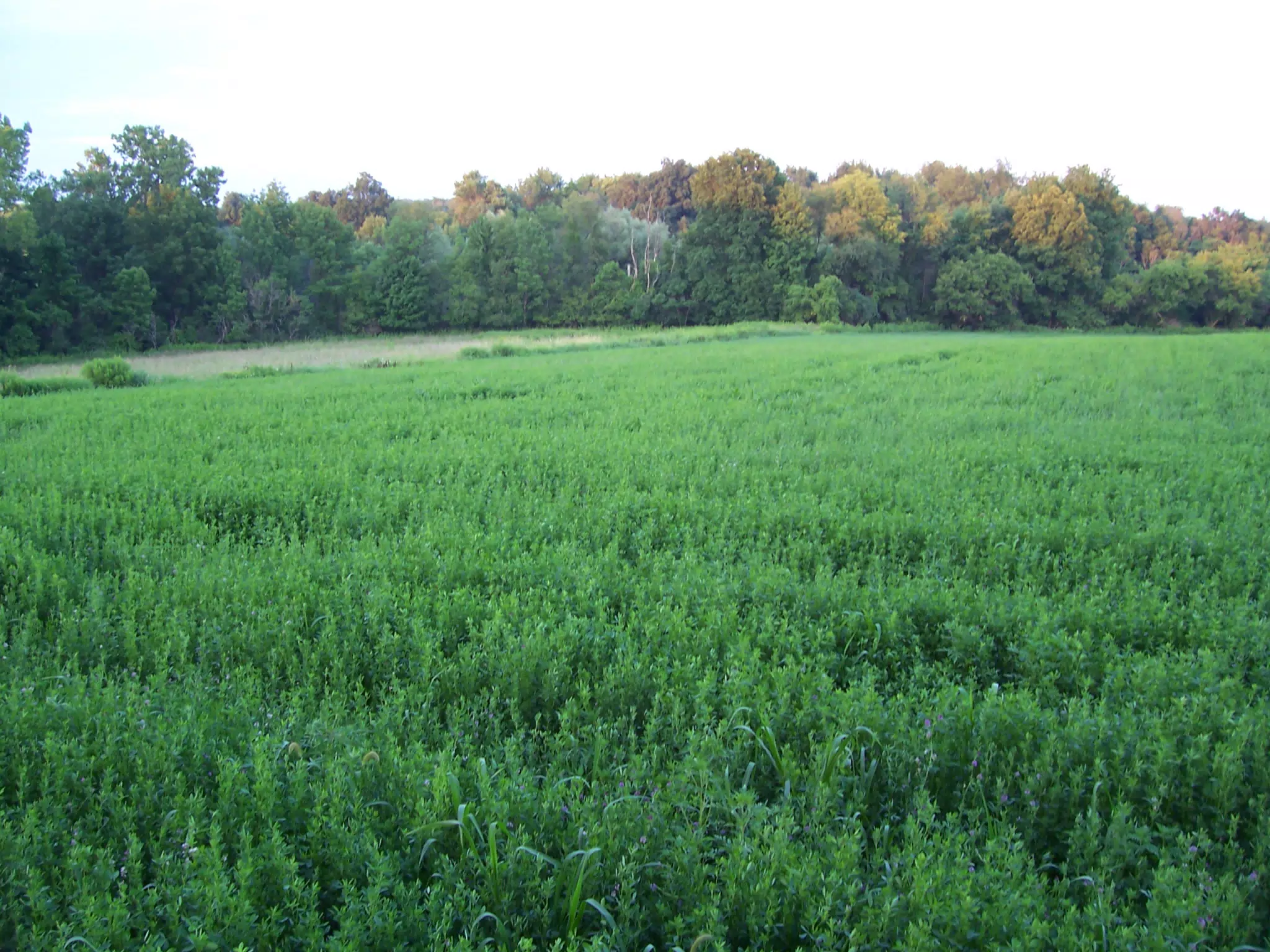 Field Behind Richardsons' House in Leicester