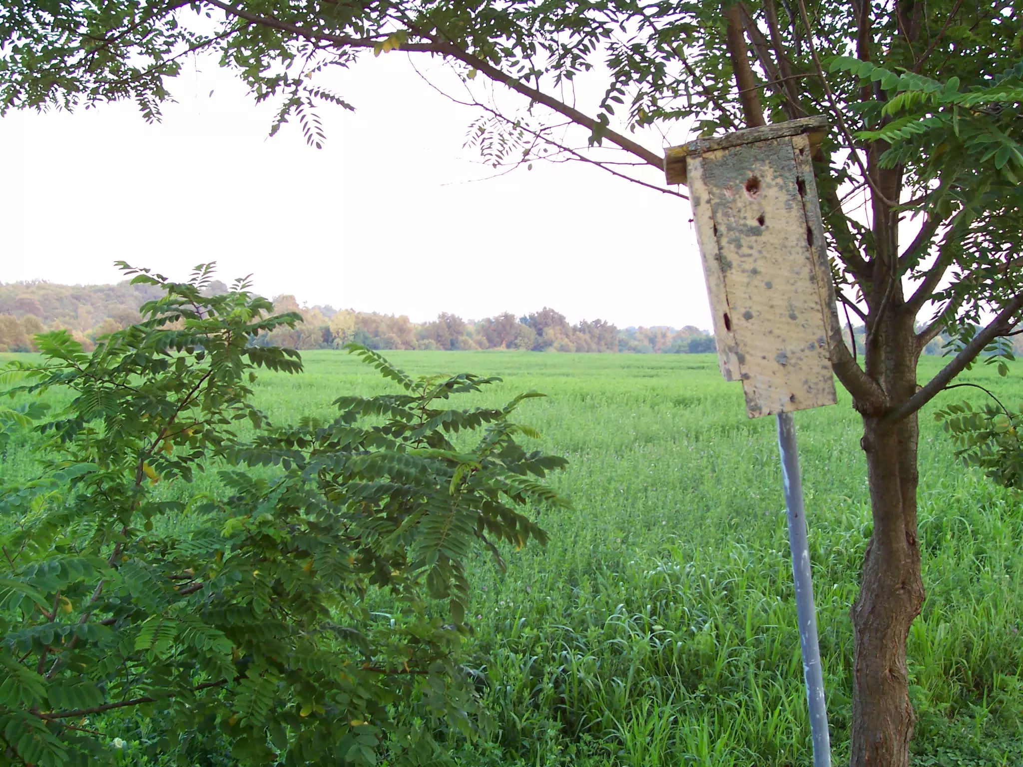 Bird House in Leicester, New York