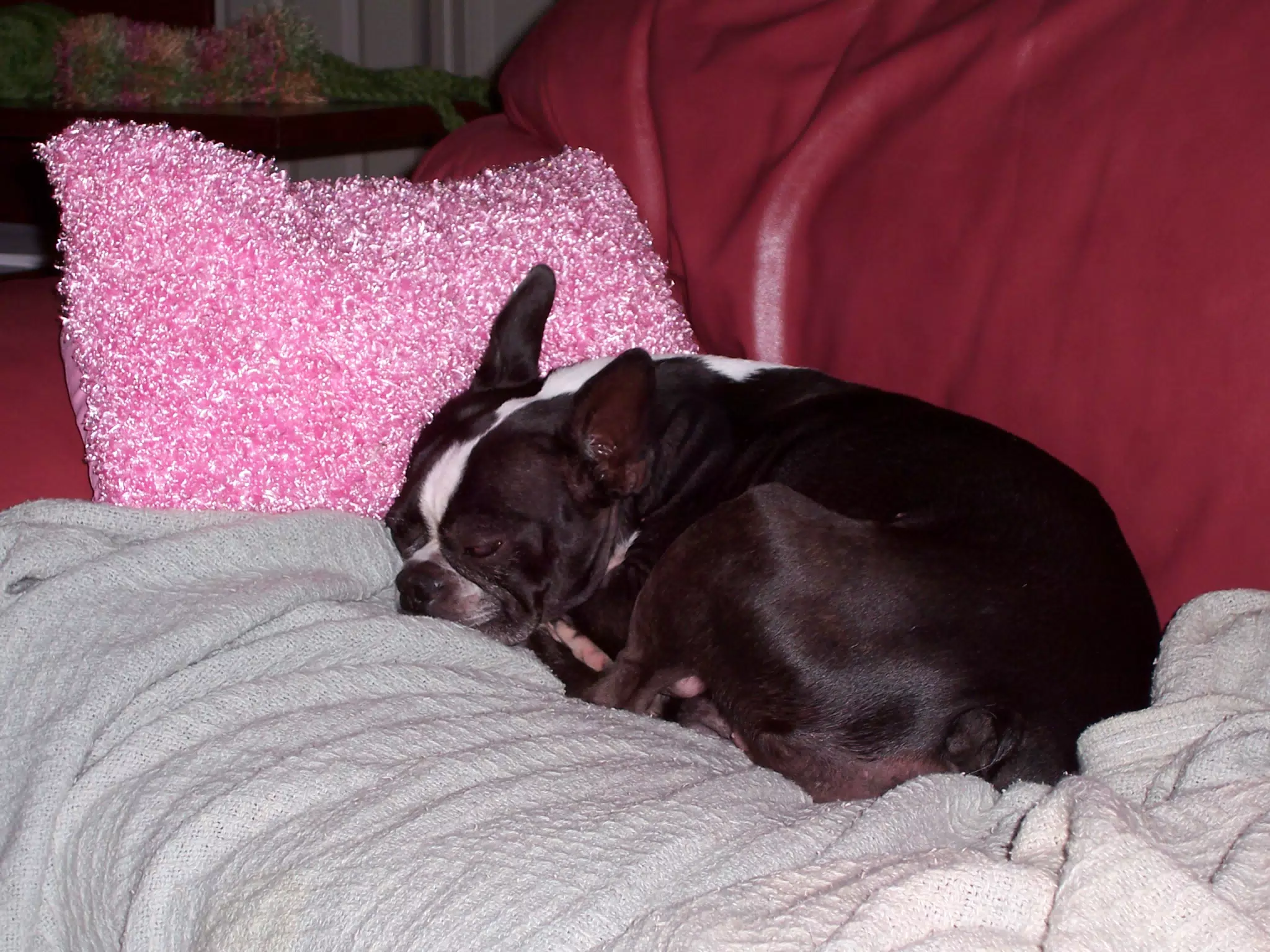 Oreo on Couch