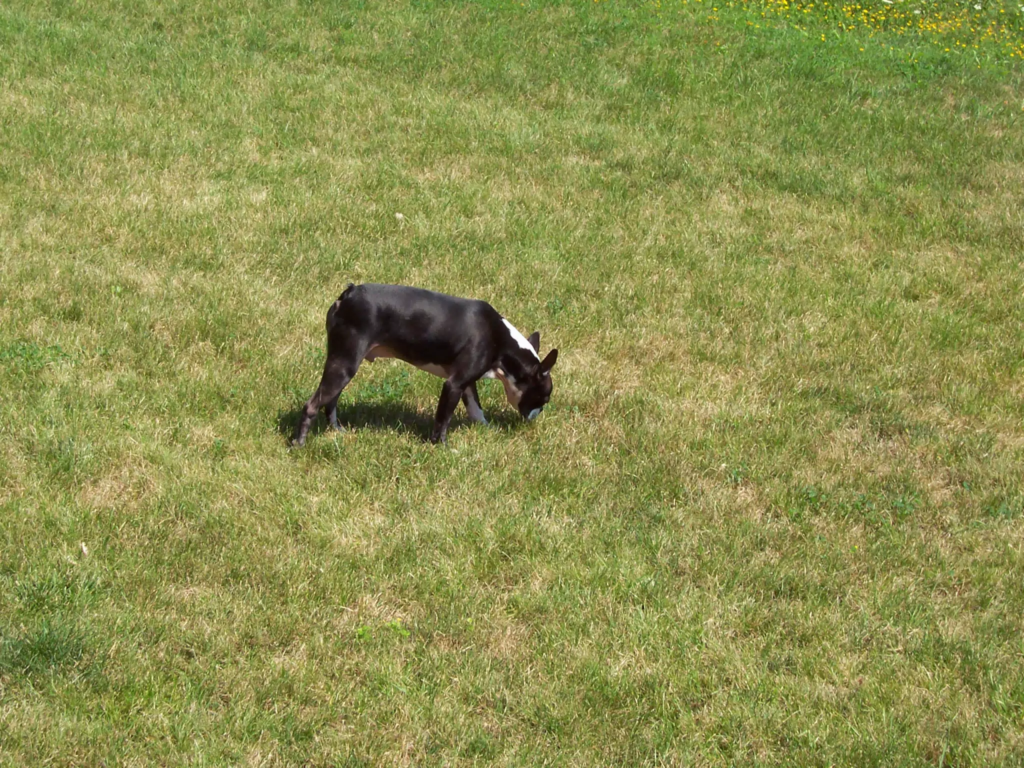Oreo in Backyard of Geneseo Townhouse
