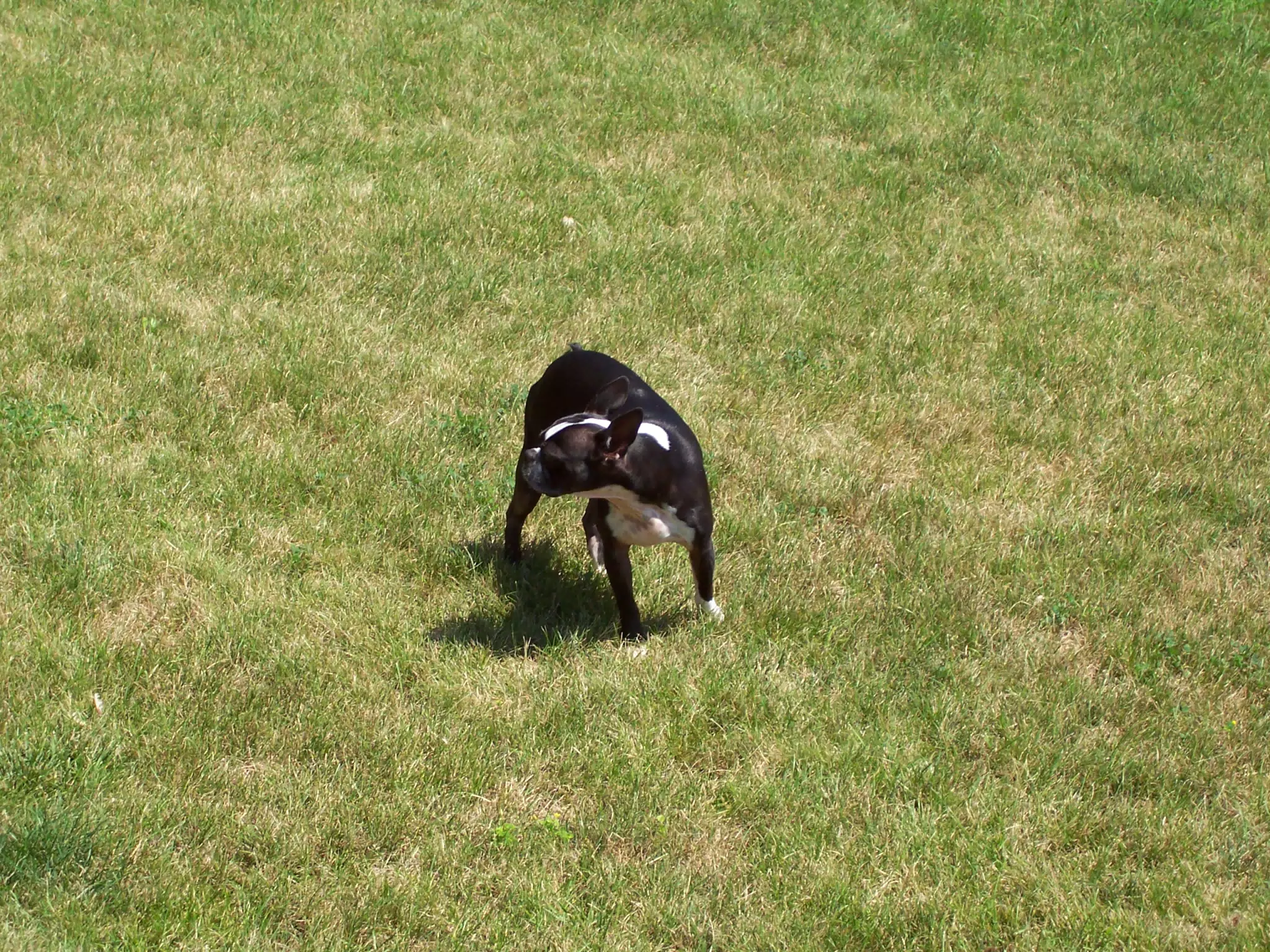 Oreo in Backyard of Geneseo Townhouse