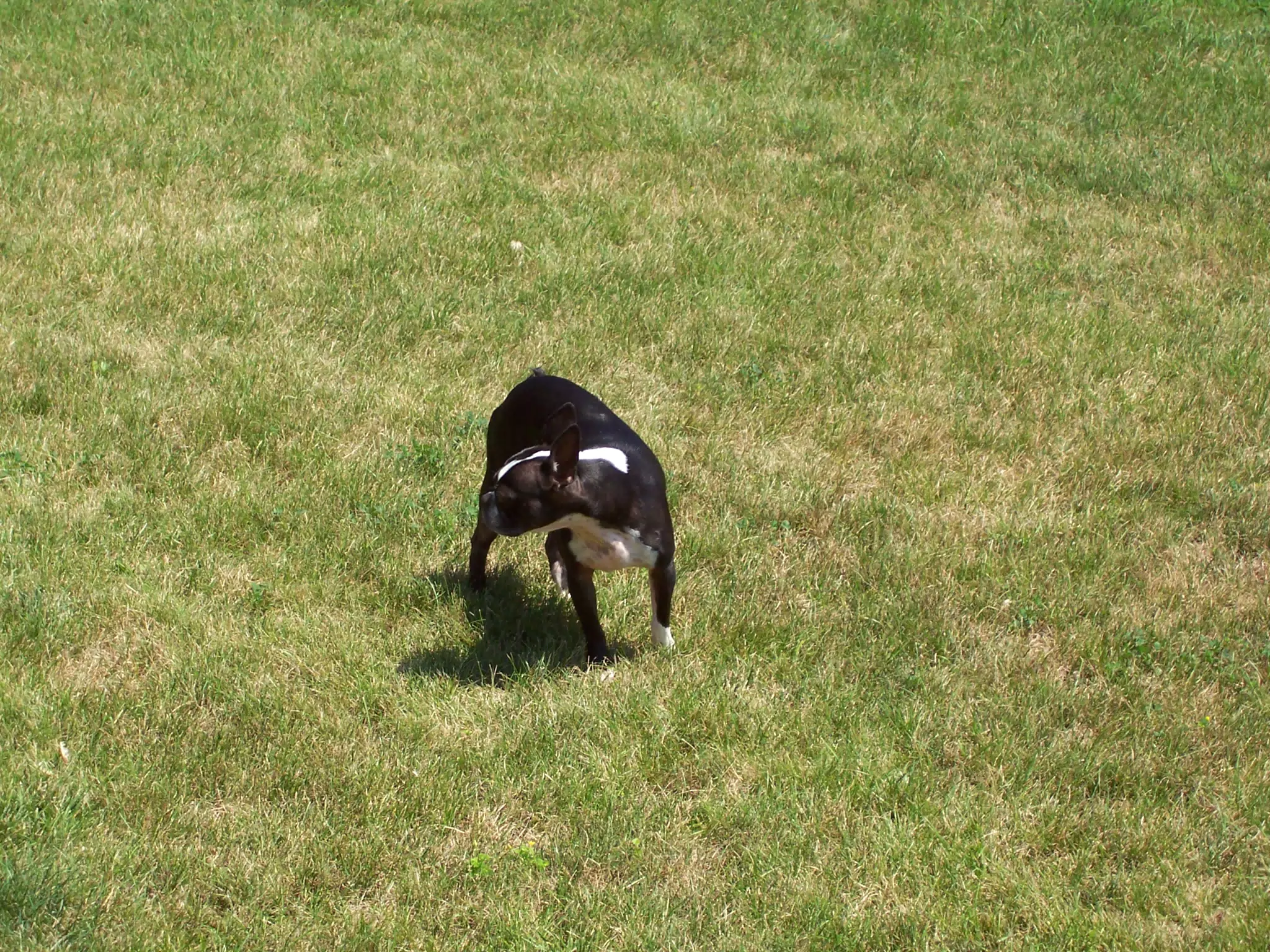 Oreo in Backyard of Geneseo Townhouse