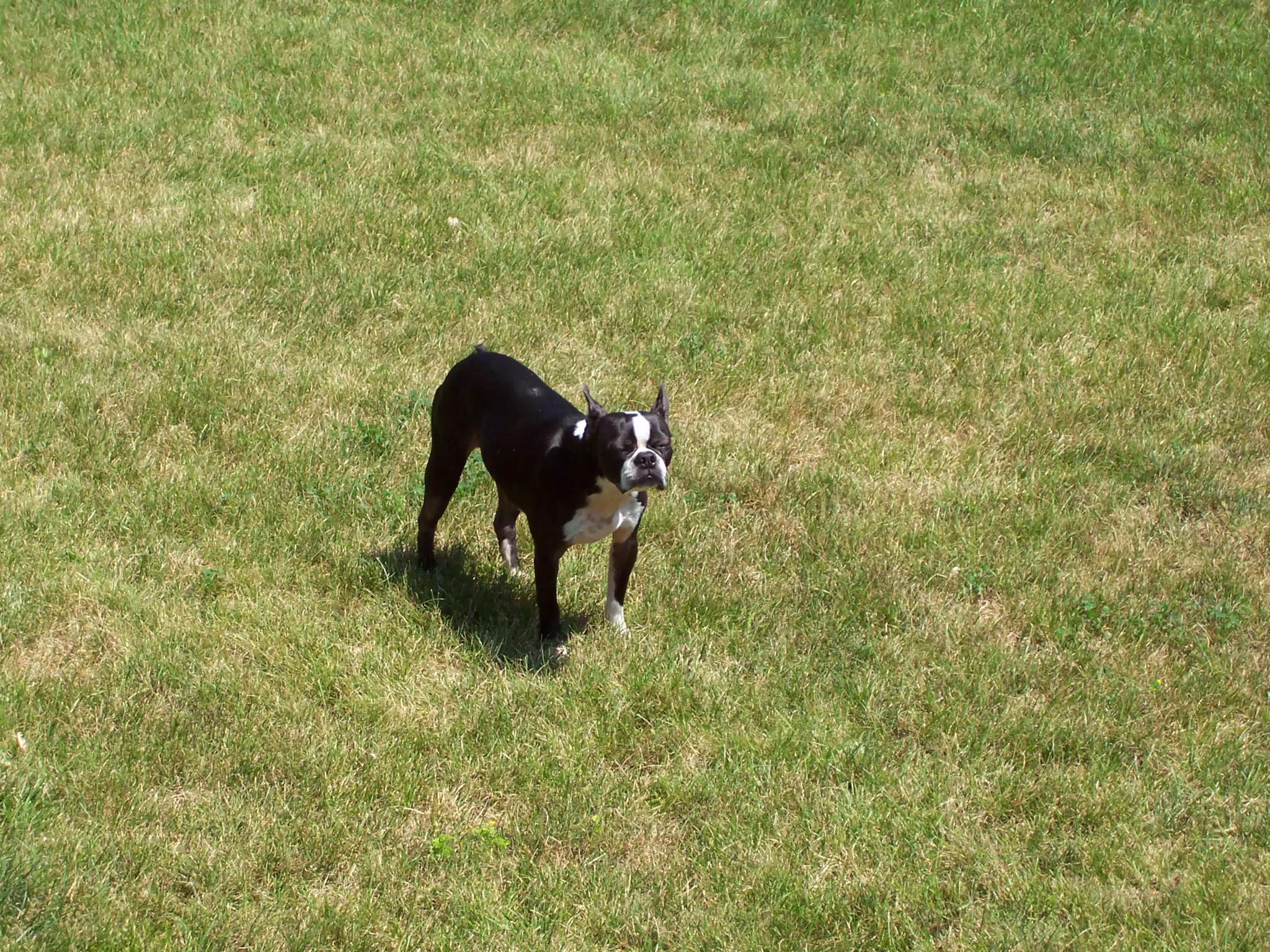 Oreo in Backyard of Geneseo Townhouse
