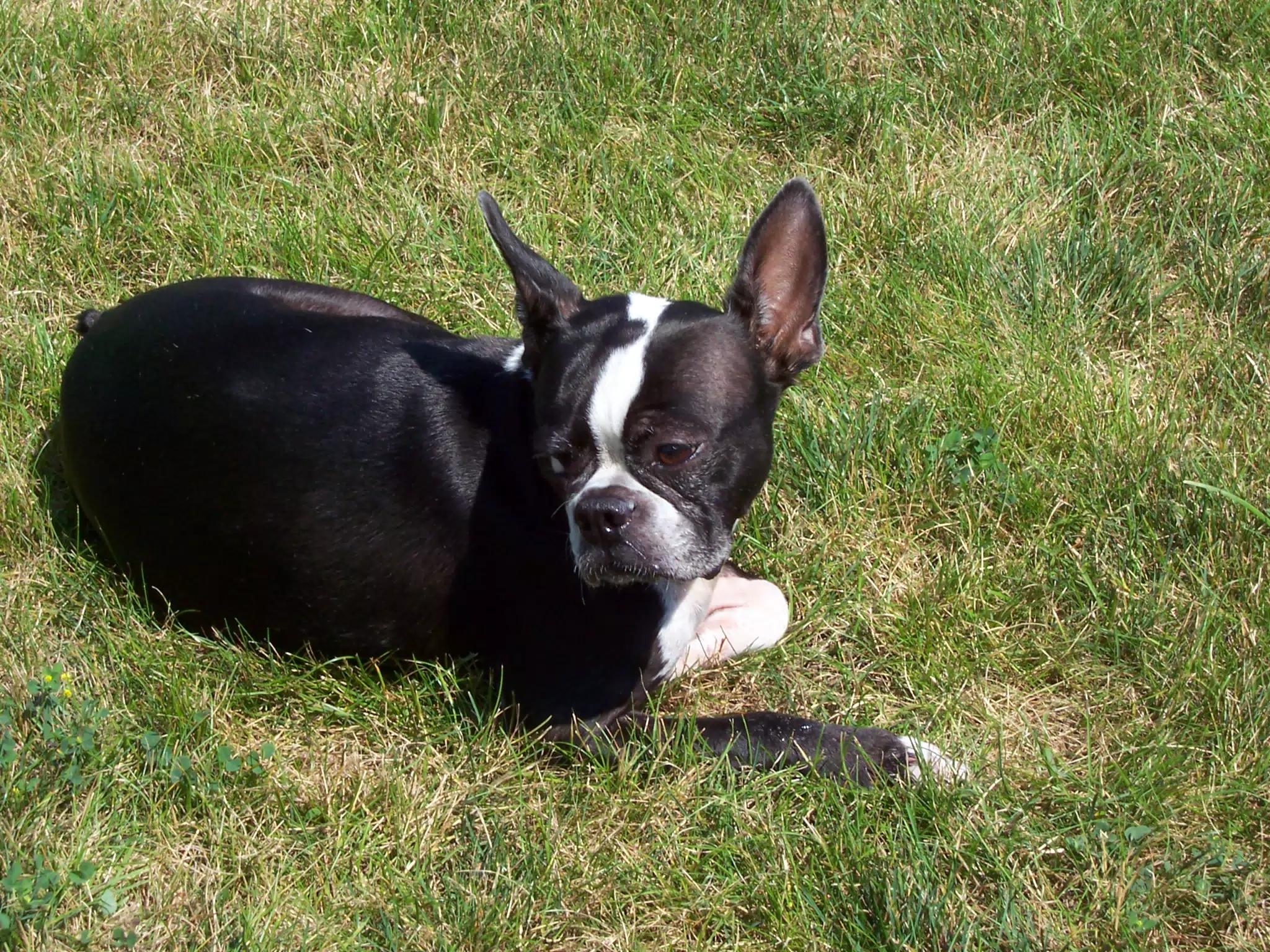 Oreo in Backyard of Geneseo Townhouse