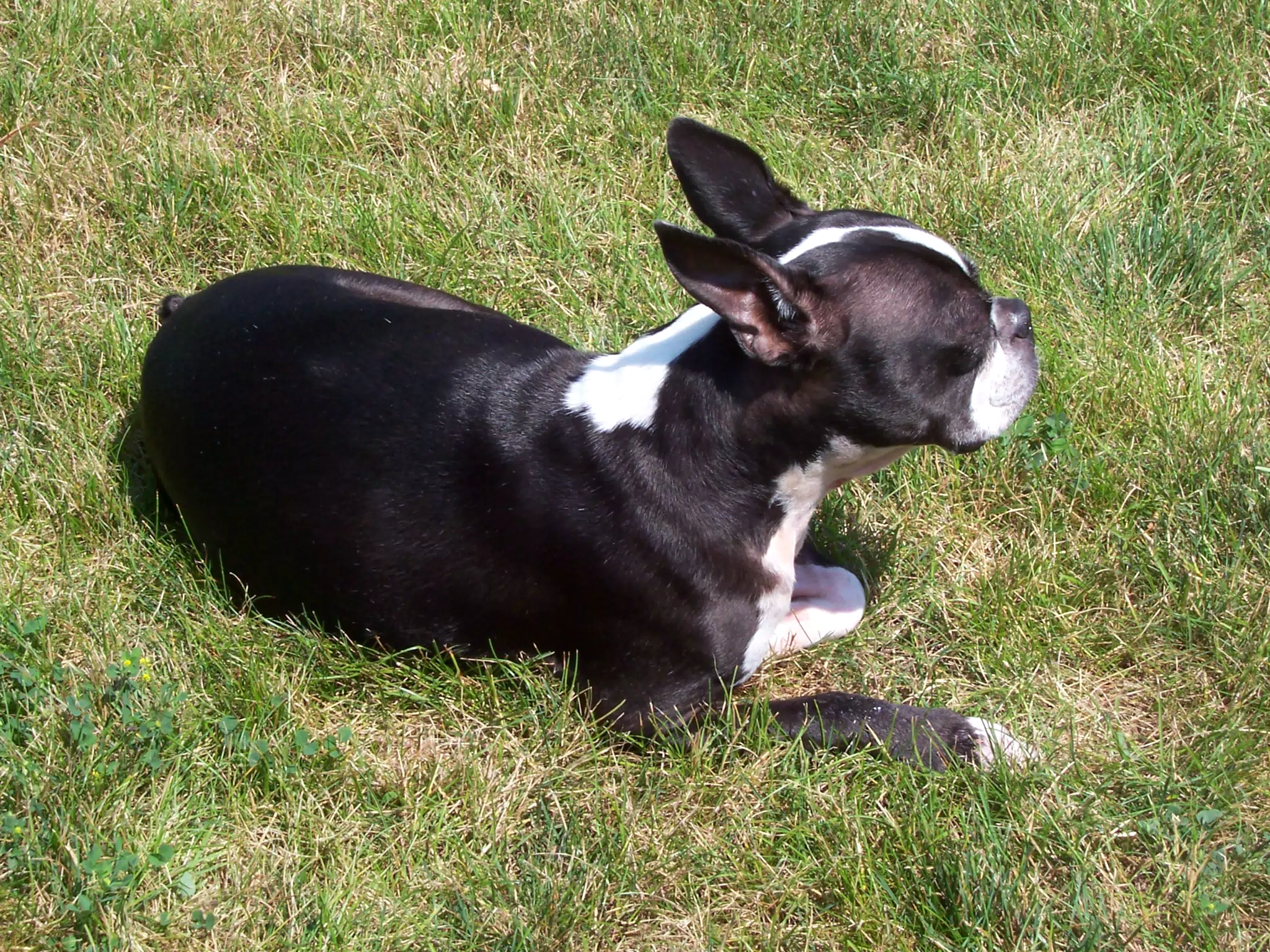 Oreo in Backyard of Geneseo Townhouse