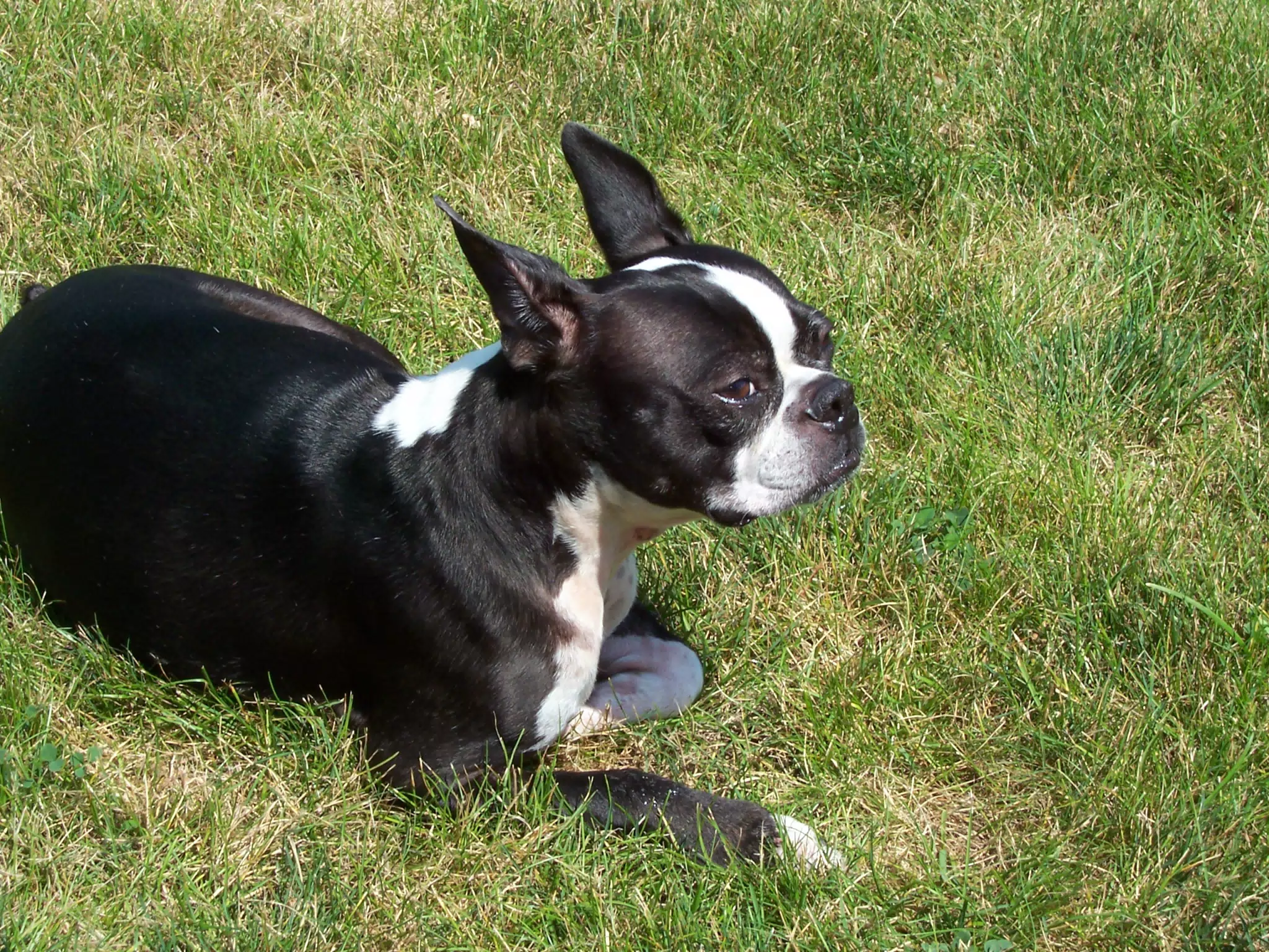 Oreo in Backyard of Geneseo Townhouse