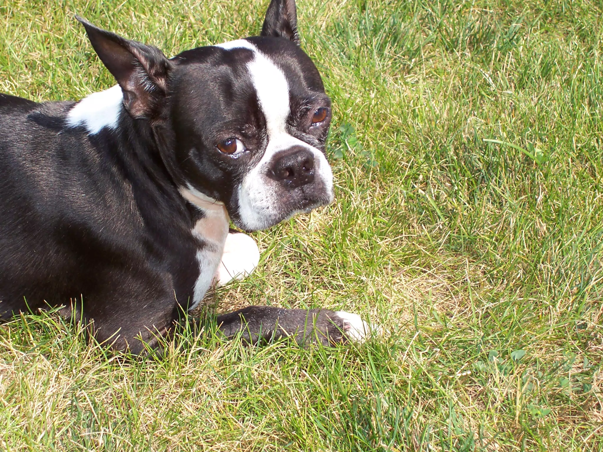 Oreo in Backyard of Geneseo Townhouse