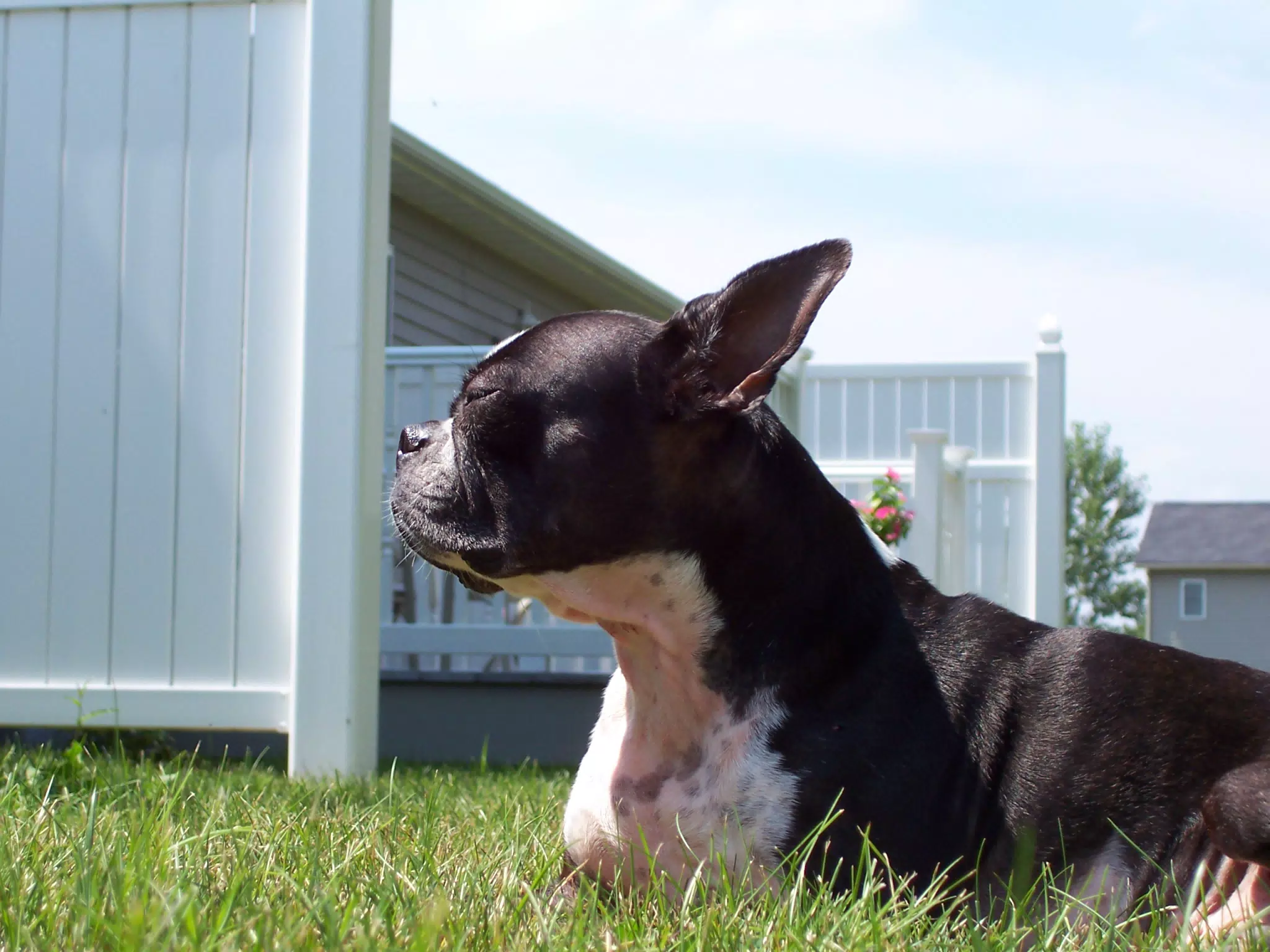 Oreo in Backyard of Geneseo Townhouse